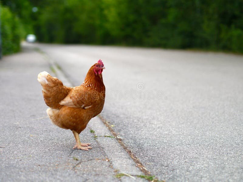 Chicken road game, chicken road gokkast
